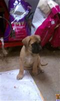 Mastiff